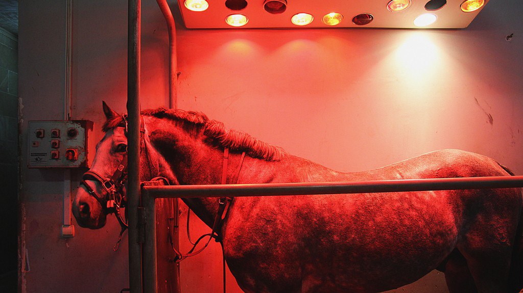 photo5352773052326324676