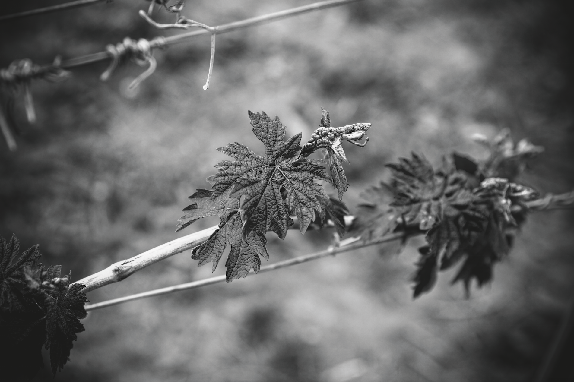 screen_shot_2017-06-13_at_12.50.12_pm