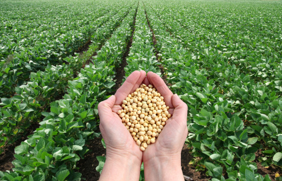 Human hand holding soybean with field in background