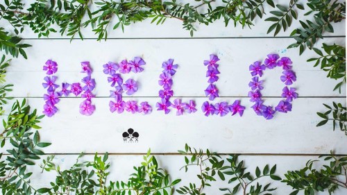 12923162_455068131353579_1966706771139793432_n