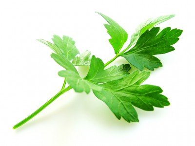 1355251523_petrushka-poleznye-i-vrednye-svoystva