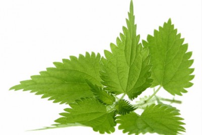 krapiva_dlya_volos_01