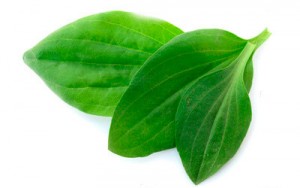 podorozhnik-lechebnie-svoiistva